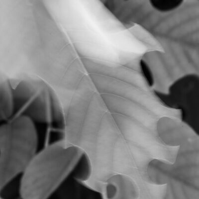 Bare bones