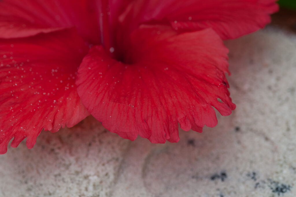 Red flower on sand