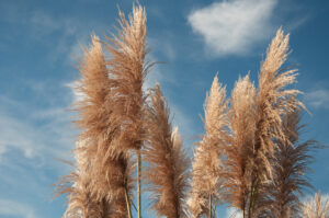 Sea grass picture